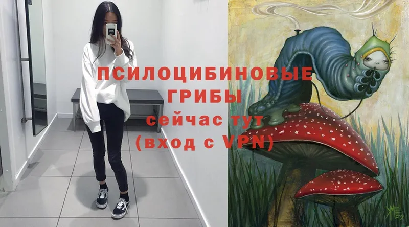 закладка  Енисейск  Галлюциногенные грибы Psilocybe 